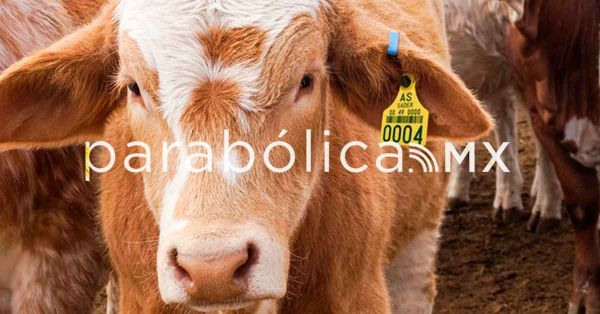 Se mantiene cierre de la fronteracon EEUU al ganado por el gusano barrenador: Julio Berdegu&eacute;