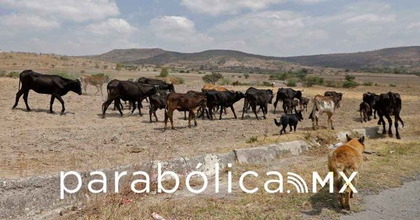 Analiza Gobierno de Oaxaca posibles casos de gusano barrenador