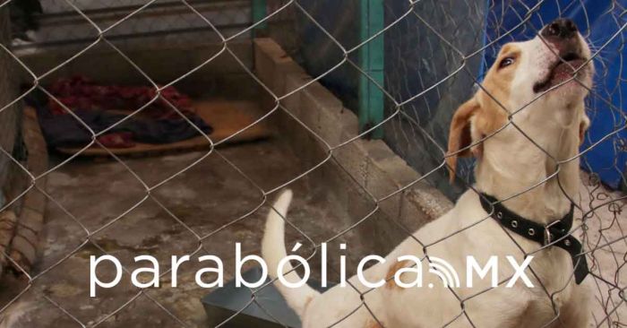 Descarta IBA sanciones por no tramitar el CURP para perros y gatos 