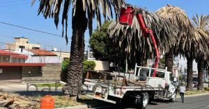 Retira Ayuntamiento de Puebla palmeras en mal estado de la Ju&aacute;rez y La Paz