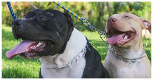 Atacan Pitbulls a un hombre en Zacatlán