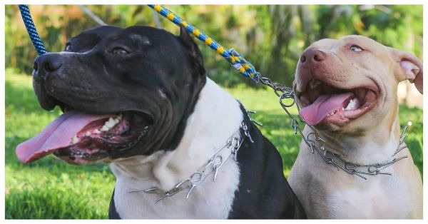 Atacan Pitbulls a un hombre en Zacatlán