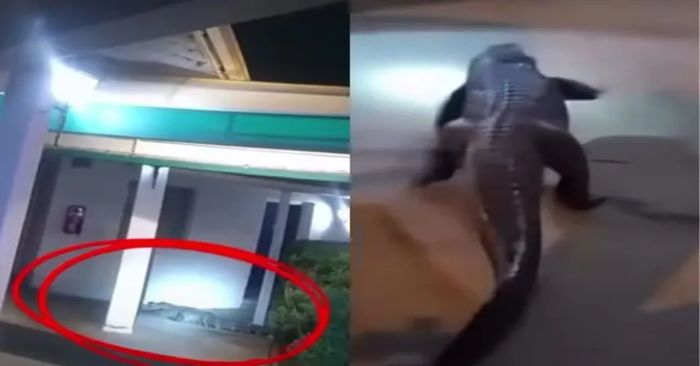 Aparece caimán en hotel y desata operativo de emergencia