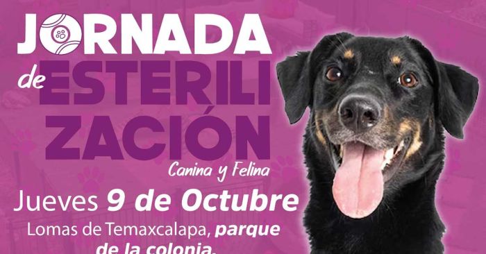 Impulsa Ariadna Ayala jornada de esterilizaci&oacute;n y atenci&oacute;n m&eacute;dica animal