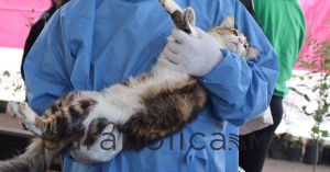 Contin&uacute;an jornadas de Protecci&oacute;n Animal en Puebla capital