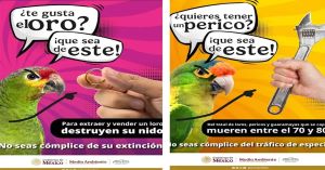 Lanza Profepa campaña tras robo viral de periquitos
