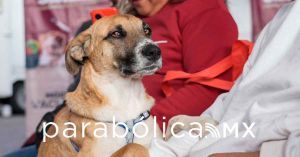 Realizan Jornada de Protección Animal en la colonia Valle del Paraíso