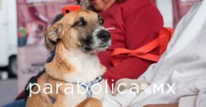 Realizan Jornada de Protección Animal en la colonia Valle del Paraíso