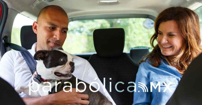 Inicia operaciones en Puebla la plataforma &#039;Uber Pet&#039; para viajes con mascotas