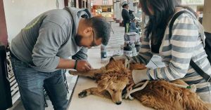 Realizan campañas de esterilización y vacunación a animalitos de Texmelucan