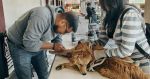 Realizan campañas de esterilización y vacunación a animalitos de Texmelucan