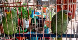 Rescata Profepa 63 ejemplares de fauna silvestre en Querétaro