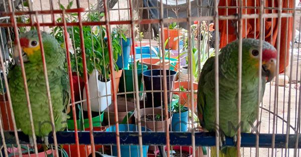 Rescata Profepa 63 ejemplares de fauna silvestre en Querétaro