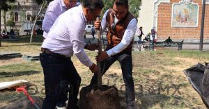 Celebra Ayuntamiento de Puebla el Día municipal del Árbol Urbano