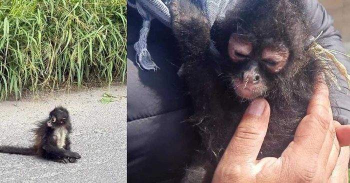 Encuentran a mono ara&ntilde;a en carretera de Tecamachalco