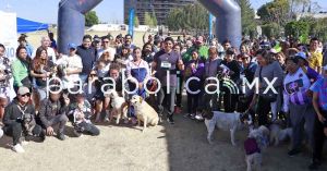 Viajará a Canadá la perrita “Gordita”; fue rescatada y rehabilitada en Cuautlancingo