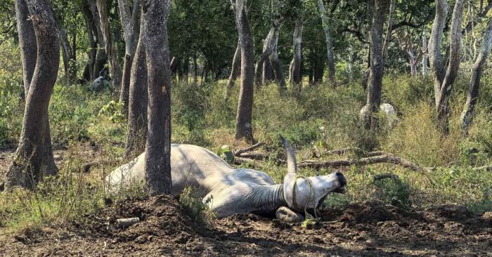 Padece Tabasco muerte masiva de ganado