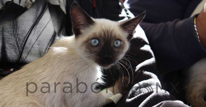 Mantiene ayuntamiento de Puebla Jornadas de Bienestar Animal