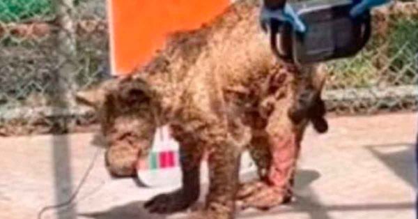 Inicia nueva vida para la osa negra Mina; ya está en su nueva casa en Hidalgo