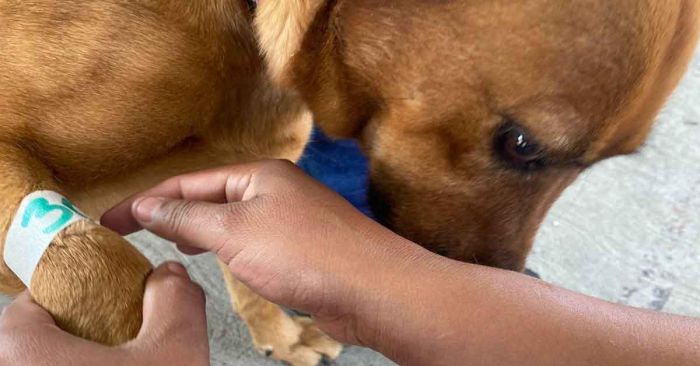 Aplicadas más de 8 mil vacunas antirrábicas para animalitos de la capital