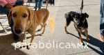 Realizan jornadas de bienestar animal en m&aacute;s colonias del municipio