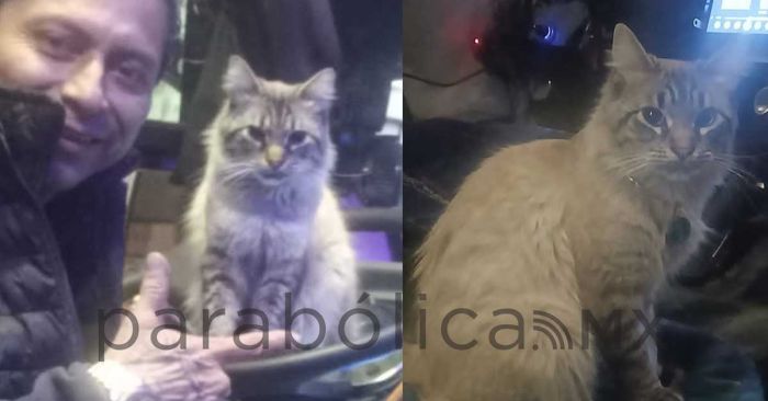 Se roban a &ldquo;Zafiro&rdquo; gatito cobrador de la ruta &ldquo;morados&rdquo; en Puebla