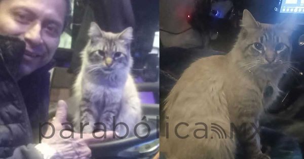 Se roban a &ldquo;Zafiro&rdquo; gatito cobrador de la ruta &ldquo;morados&rdquo; en Puebla
