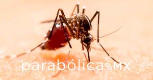 Alerta Morelos por dengue, zika y chikungunya; llaman a extremar cuidados preventivos