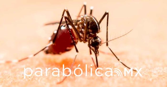 Alerta Morelos por dengue, zika y chikungunya; llaman a extremar cuidados preventivos