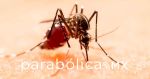 Alerta Morelos por dengue, zika y chikungunya; llaman a extremar cuidados preventivos