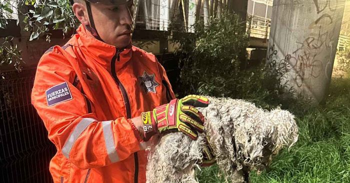 Rescatan a perrito atrapado en barranca de Infonavit Rivera Anaya