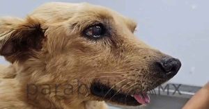 Lamenta Sheinbaum caso de maltrato de &ldquo;Huesitos&rdquo; en Puebla; va por Ley secundaria