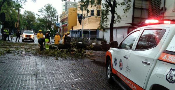 Atienden ca&iacute;da de &aacute;rbol en Avenida Ju&aacute;rez por lluvia y viento
