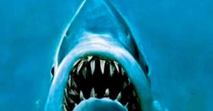 Estudio demuestra que es un mito lo de tiburones asesinos