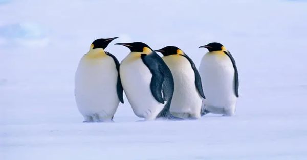 Alerta por poblaci&oacute;n del ping&uuml;ino emperador, cae 22 % en solo 15 a&ntilde;os