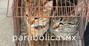 Sanciona ayuntamiento a ciudadano por hacinamiento de 15 gatos