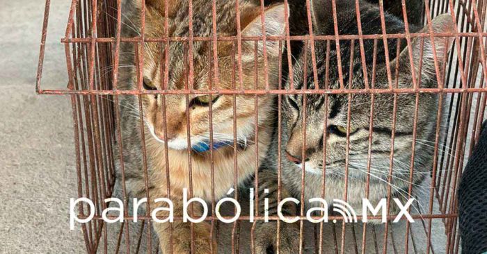 Sanciona ayuntamiento a ciudadano por hacinamiento de 15 gatos