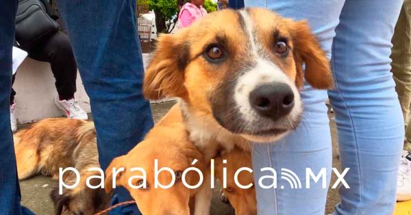 Arranca la Semana Nacional de Vacunación Antirrábica Canina y Felina en Coronango