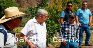 Garantiza SADR calidad de aguacate org&aacute;nico