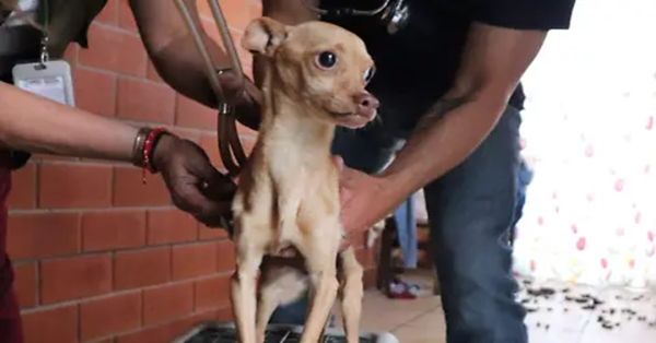 Rescatan a un peludito que vivía en pésimas condiciones en Texmelucan