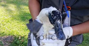 Realizan valoraci&oacute;n a fauna del Parque del Arte