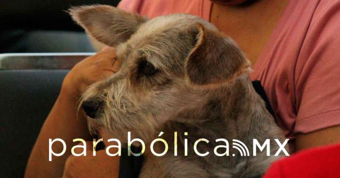 Copiarla algo a Tlaxcala