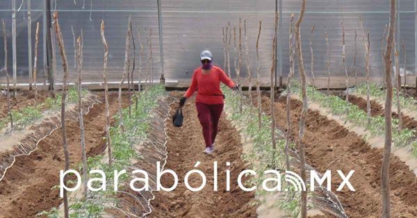 Alerta IMSS por golpes de calor en trabajadores del campo