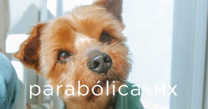 Emiten recomendaciones para implementar en la familia y mascotas por la temporada de frío
