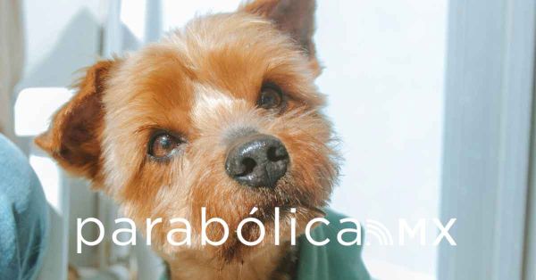 Emiten recomendaciones para implementar en la familia y mascotas por la temporada de frío