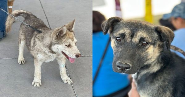 Llega Jornada de Bienestar Animal en la Unidad Deportiva Aníbal Abarca