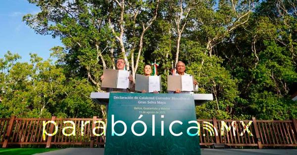 Manda Corredor Biocultural Gran Selva Maya, un mensaje de conservaci&oacute;n al mundo: Sheinbaum