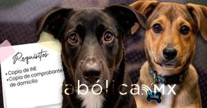 Presentan la Feria de Adopci&oacute;n Canina de Atlixco