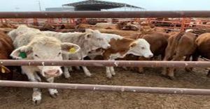 Alerta Secretaría de Agricultura por falsificación de medicamentos de uso animal