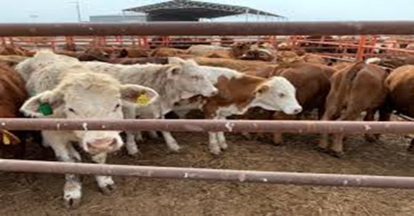 Alerta Secretar&iacute;a de Agricultura por falsificaci&oacute;n de medicamentos de uso animal